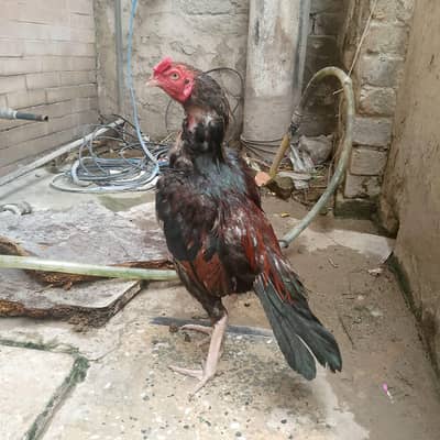 aseel lakha mazboot patha