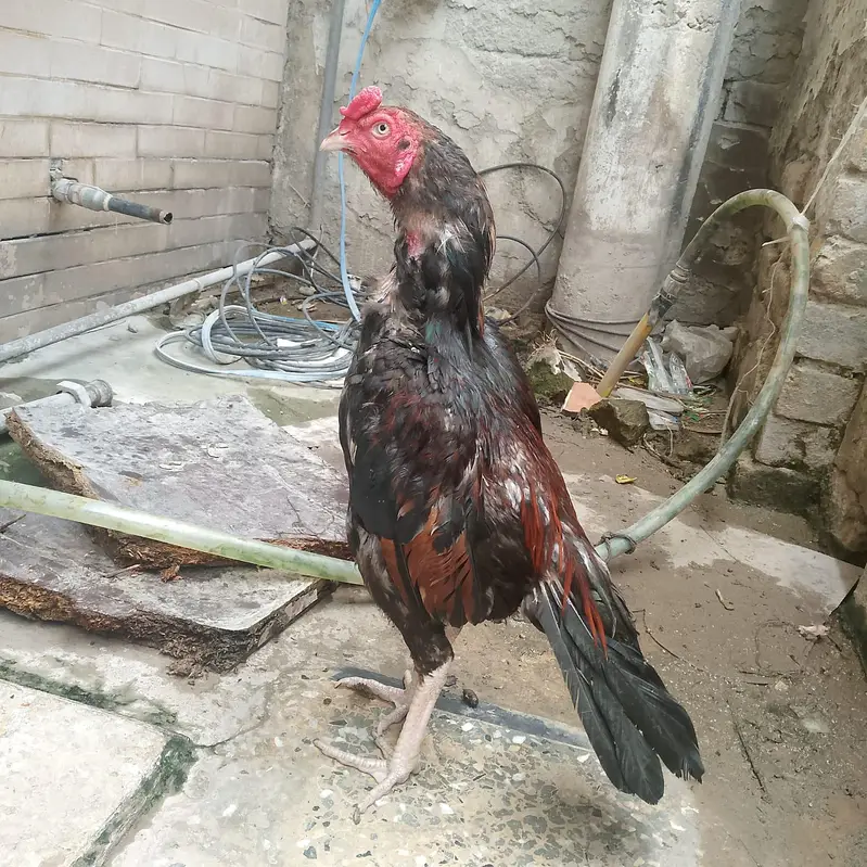 aseel lakha mazboot patha — photo 2