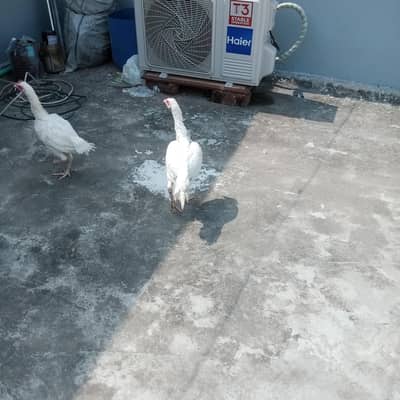 Heera hens or black mushki