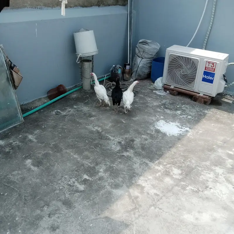 Heera hens or black mushki — photo 2