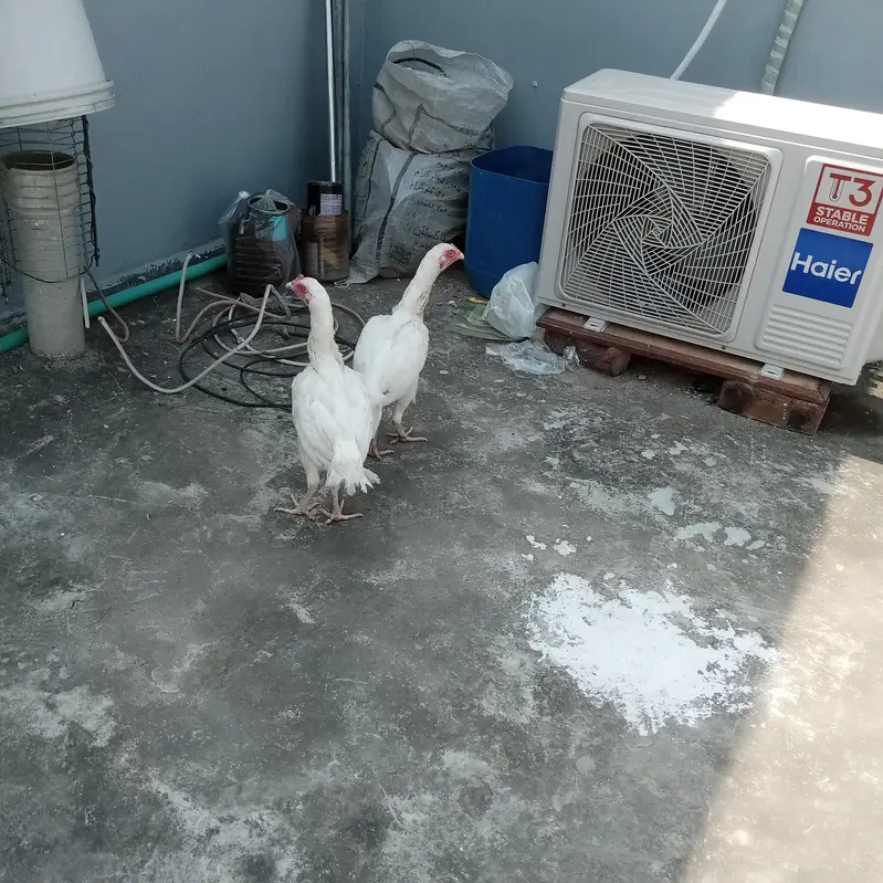 Heera hens or black mushki — photo 3