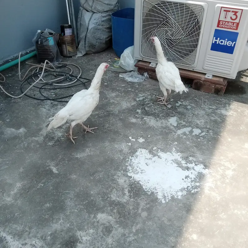 Heera hens or black mushki — photo 5