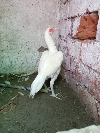Aseel Hen Heera Females ( 03204661930 )