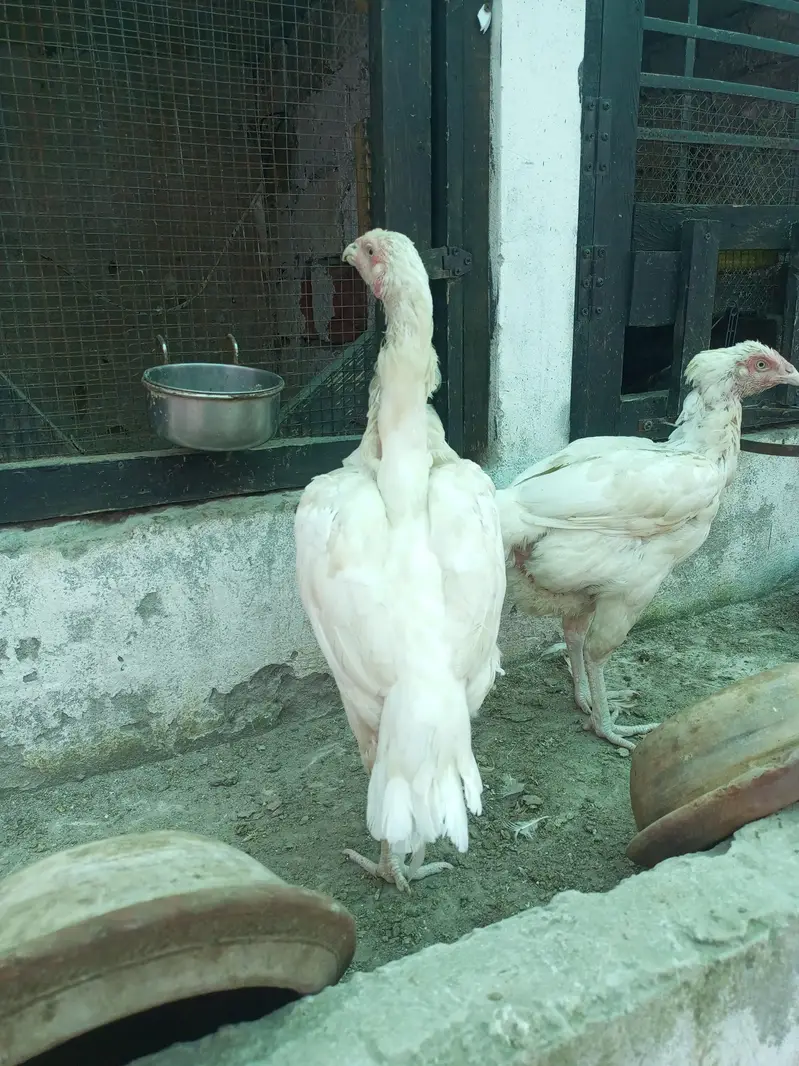 Aseel Hen Heera Females ( 03204661930 ) — photo 5