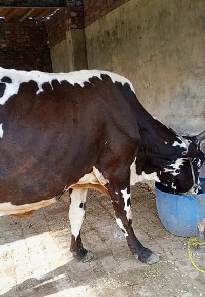 chloliatani cros cow milk 8 kg 3sra sua
