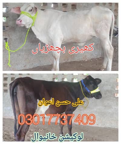 bachrian 03017737409