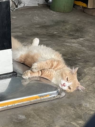 Cats beautiful