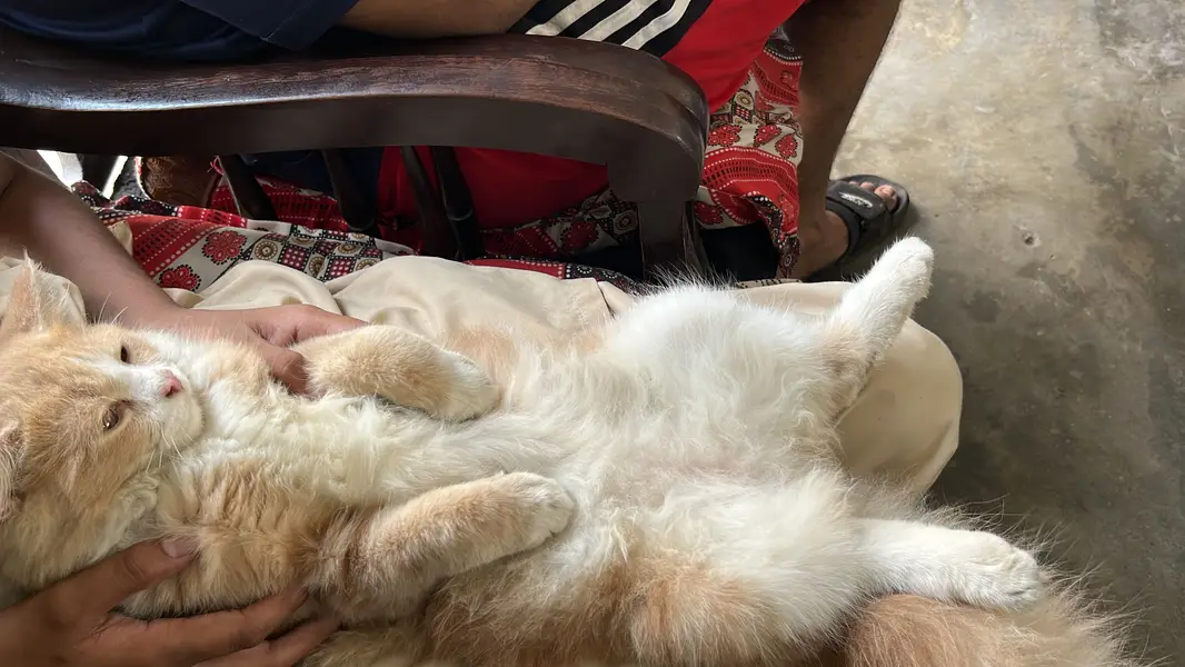 Cats beautiful — photo 2