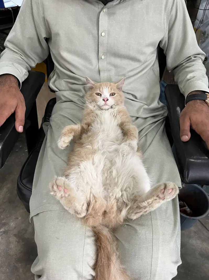 Cats beautiful — photo 3