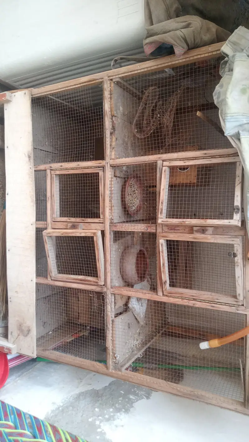 birds cage 2 paration