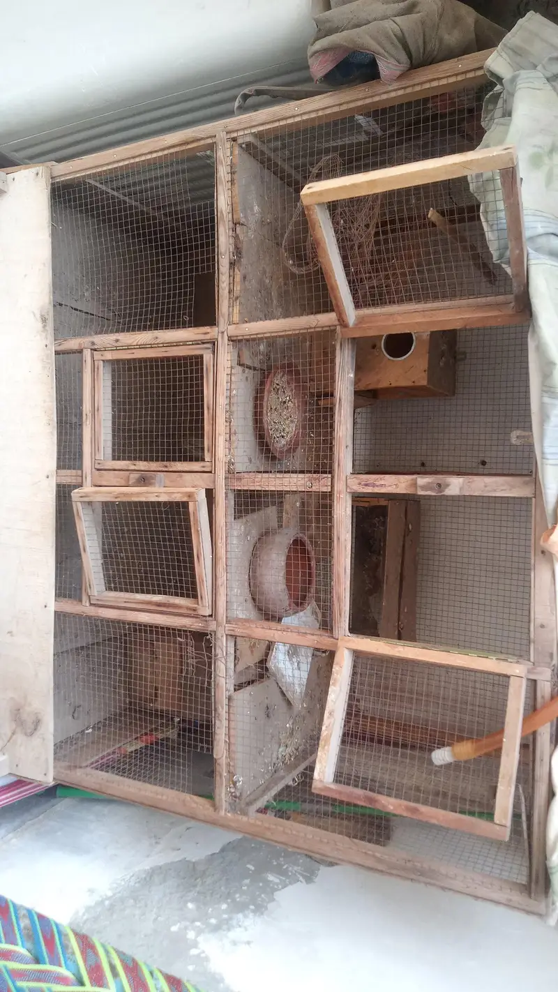 birds cage 2 paration — photo 2