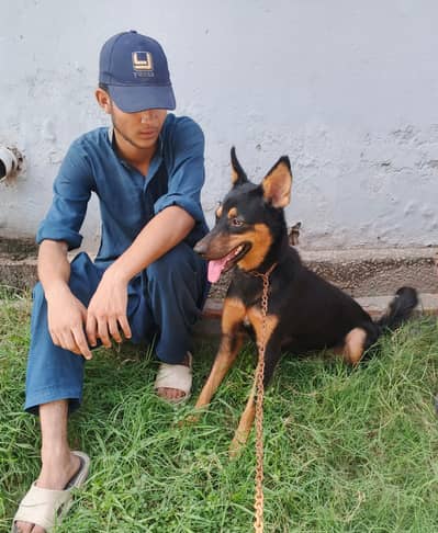 alsetion male dog for sale 03197466703