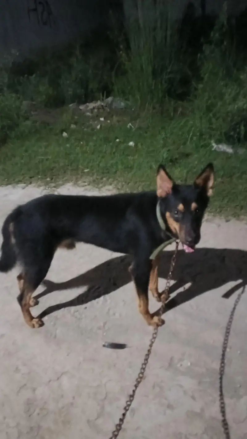 alsetion male dog for sale 03197466703 — photo 2