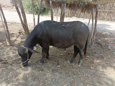 Bhansa bhejna ka ly