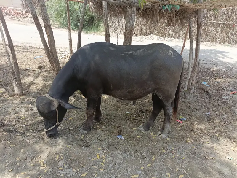 Bhansa bhejna ka ly
