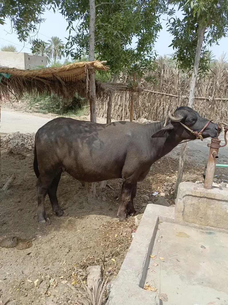 Bhansa bhejna ka ly — photo 2