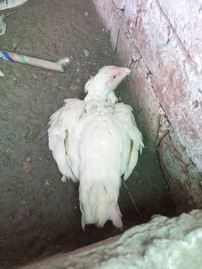 Aseel Kurak Hen Heera Aseel Fresh Kurk ( 03204661930 )
