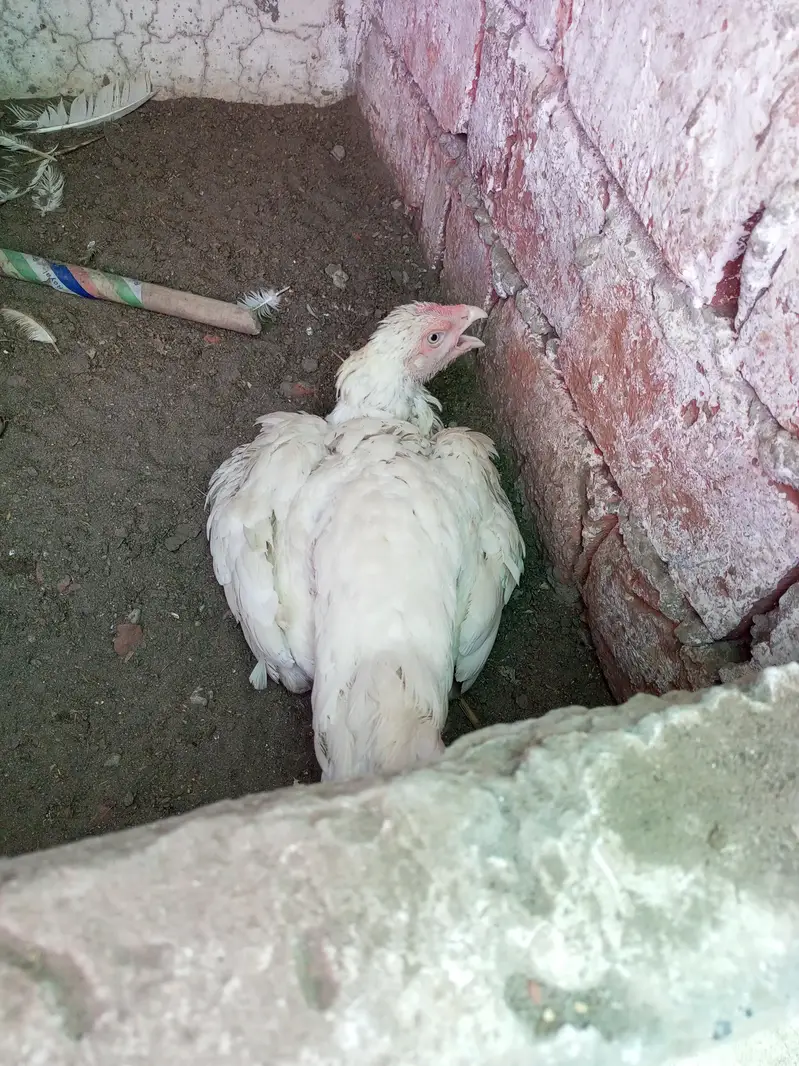 Aseel Kurak Hen Heera Aseel Fresh Kurk ( 03204661930 ) — photo 2