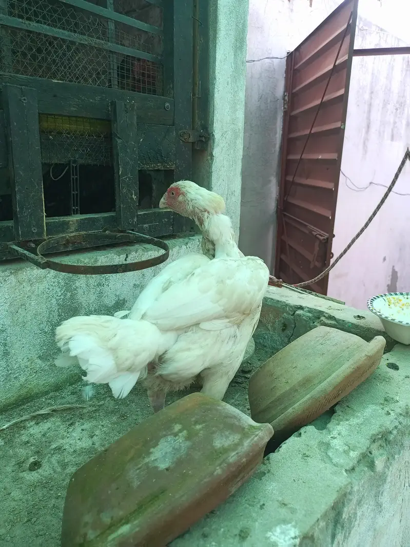 Aseel Kurak Hen Heera Aseel Fresh Kurk ( 03204661930 ) — photo 3