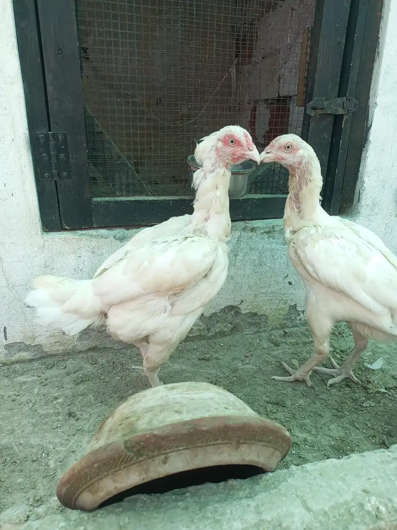 Aseel Kurak Hen Heera Aseel Fresh Kurk ( 03204661930 ) — photo 4