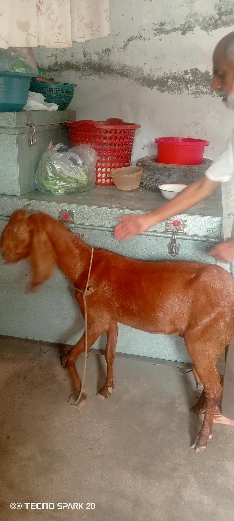 dasi bakri h — photo 3