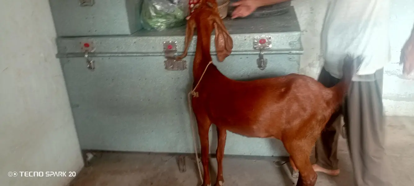 dasi bakri h — photo 4