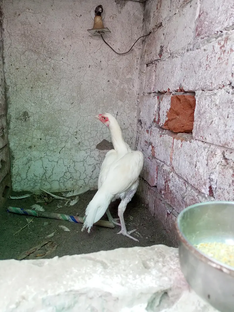 Aseel Kurak Hen Heera Aseel Fresh Kurk ( 03204661930 ) — photo 5