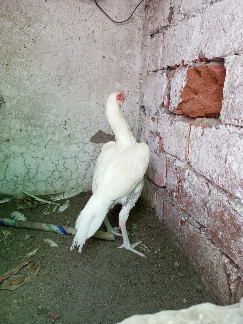Aseel Kurak Hen Heera Aseel Fresh Kurk ( 03204661930 ) — photo 6