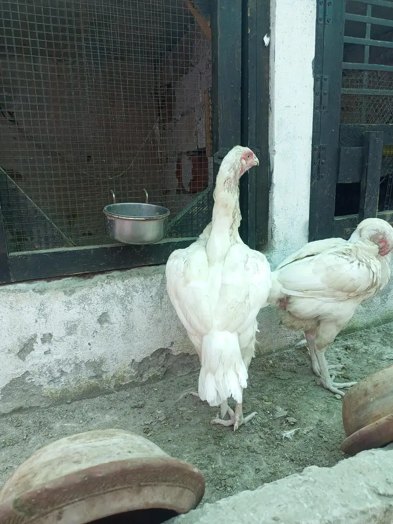 Aseel Kurak Hen Heera Aseel Fresh Kurk ( 03204661930 ) — photo 7
