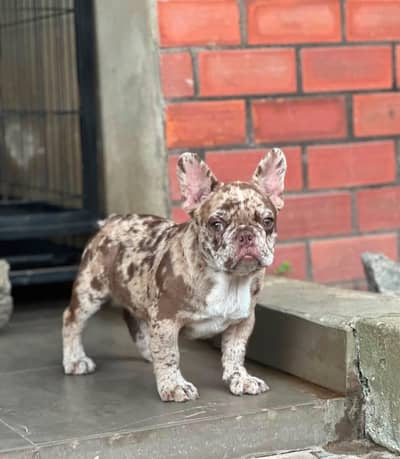 Premium French Bulldog Puppy for Sale – Imported from Russia