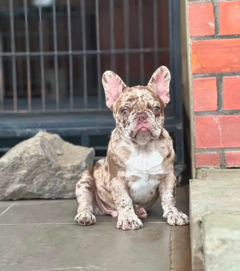 Premium French Bulldog Puppy for Sale – Imported from Russia — photo 2