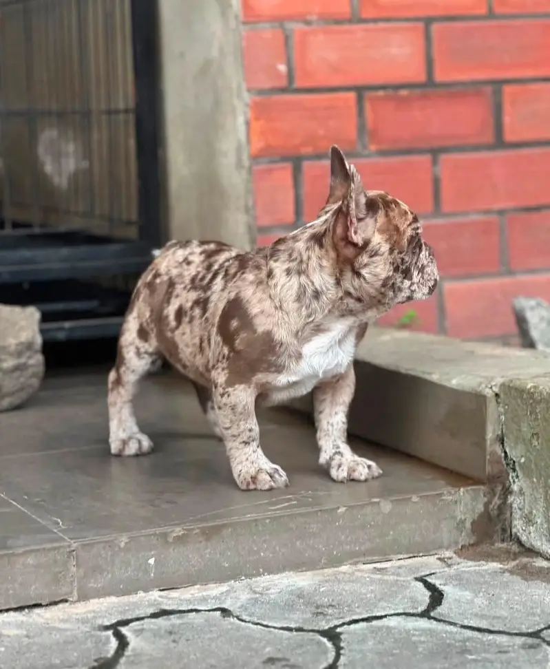 Premium French Bulldog Puppy for Sale – Imported from Russia — photo 3