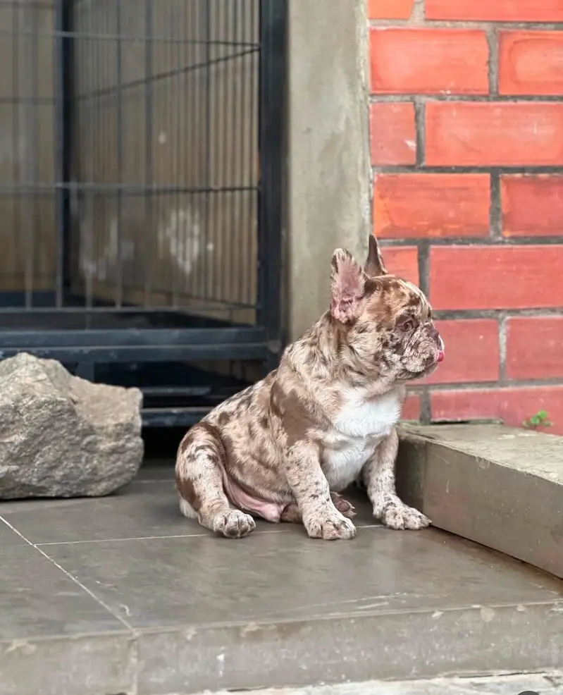 Premium French Bulldog Puppy for Sale – Imported from Russia — photo 4
