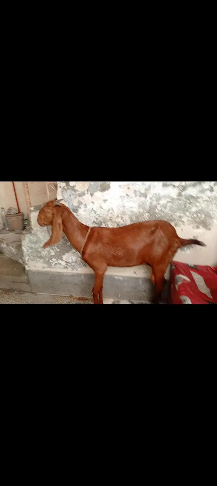 dasi bakri h — photo 2