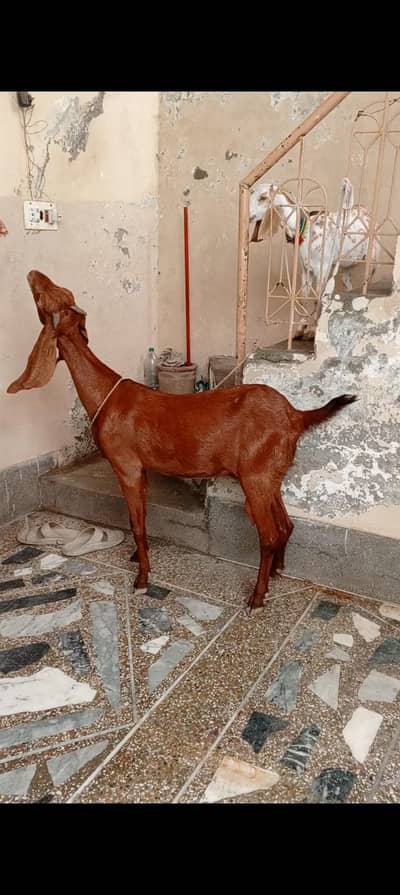 dasi bakri h