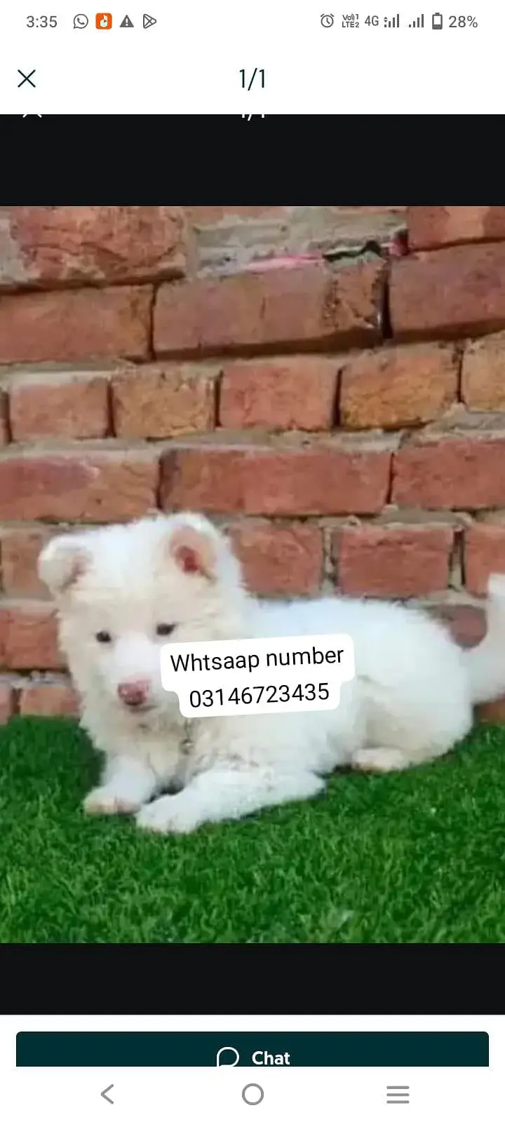 russain puppy for sale