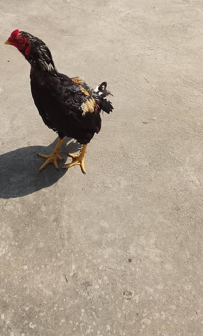 urgent sale Sel murga