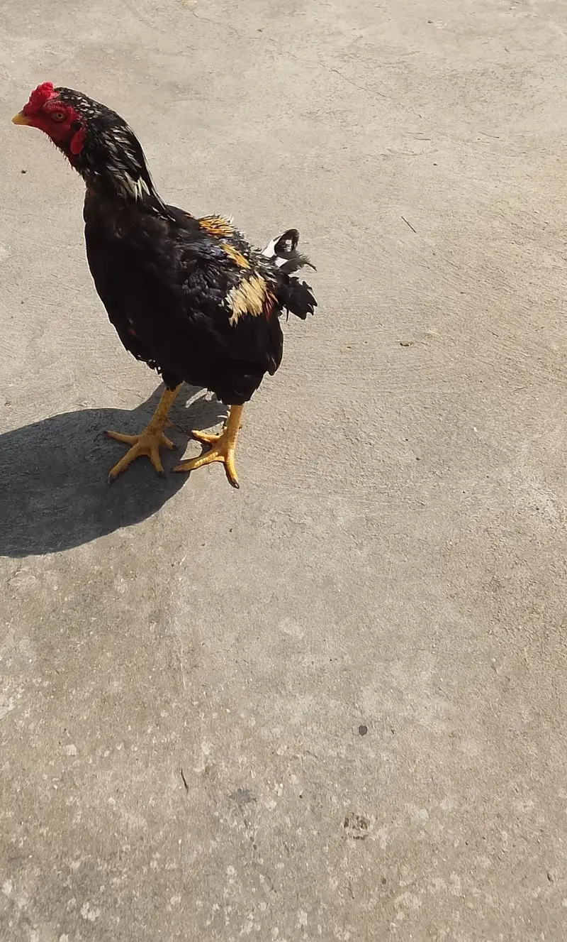 urgent sale Sel murga