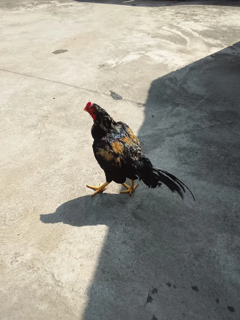 urgent sale Sel murga — photo 2