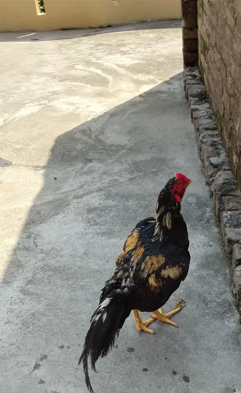 urgent sale Sel murga — photo 3