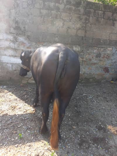 Healthy Black Bull خوبصورت کالا بیل فروخت کے لیے