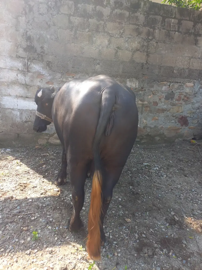 Healthy Black Bull خوبصورت کالا بیل فروخت کے لیے