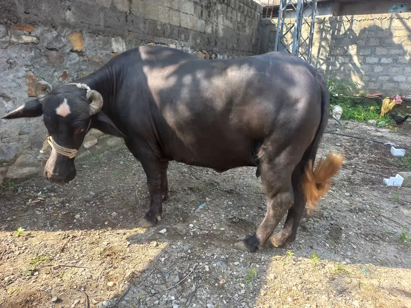 Healthy Black Bull خوبصورت کالا بیل فروخت کے لیے — photo 2