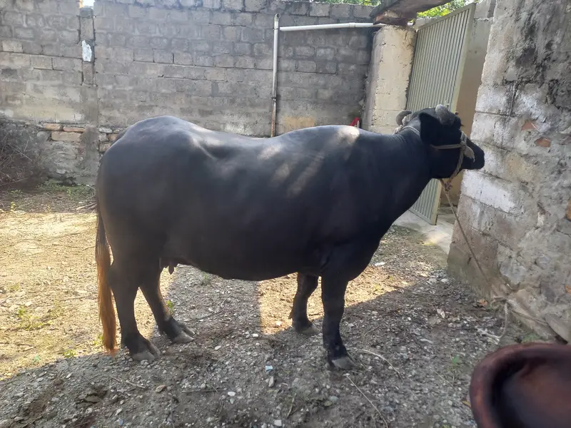 Healthy Black Bull خوبصورت کالا بیل فروخت کے لیے — photo 3