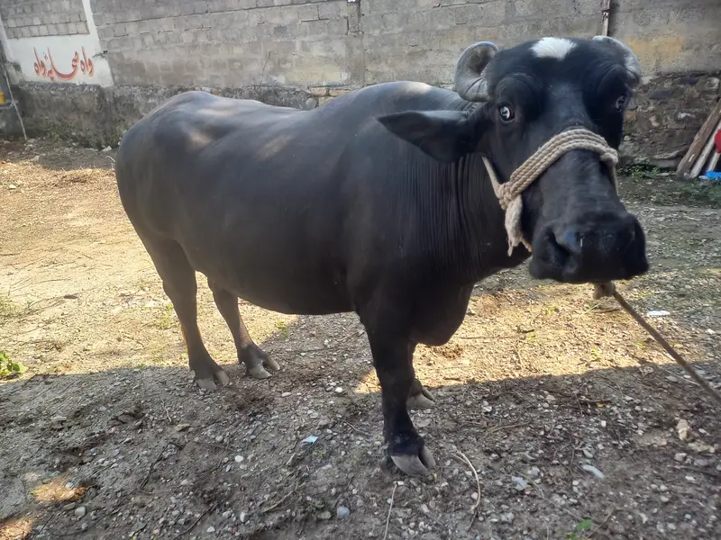 Healthy Black Bull خوبصورت کالا بیل فروخت کے لیے — photo 4
