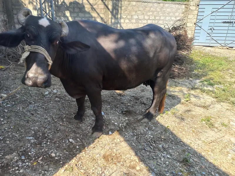 Healthy Black Bull خوبصورت کالا بیل فروخت کے لیے — photo 5