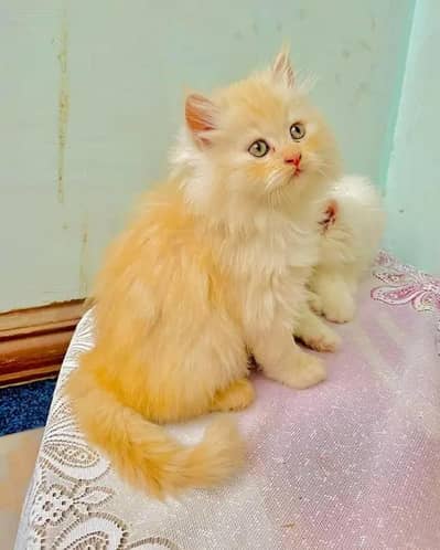 Persian Female kitten for sale 03243854//778