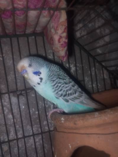 TCB exibition male in huge size
