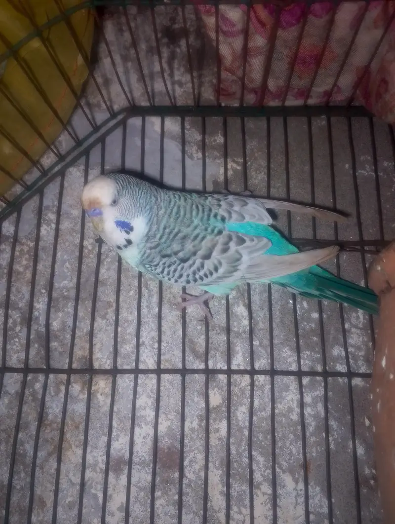TCB exibition male in huge size — photo 2