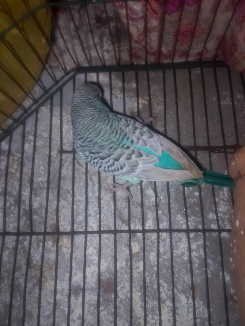 TCB exibition male in huge size — photo 3